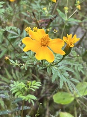 Tagetes tenuifolia