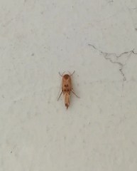 Lepidoptera