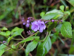 Prostanthera