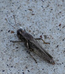 Melanoplus ponderosus