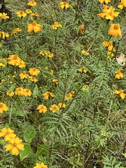 Tagetes tenuifolia
