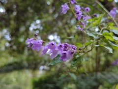 Prostanthera