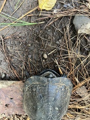 Kinosternon integrum