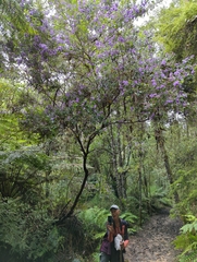 Prostanthera
