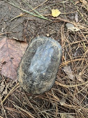 Kinosternon integrum