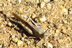 Trimerotropis thalassica