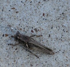 Melanoplus ponderosus