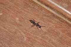 Pachycondyla crassinoda