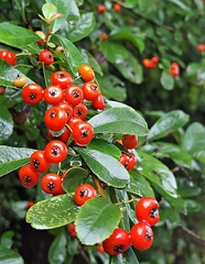 Pyracantha fortuneana