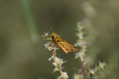 Hylephila phyleus phyleus