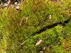 Ceratodon