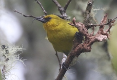 Hemignathus wilsoni
