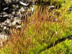 Ceratodon