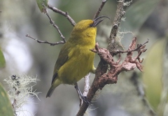 Hemignathus wilsoni