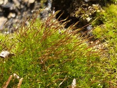 Ceratodon