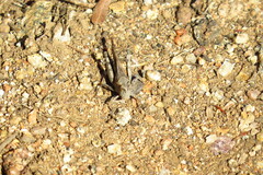 Trimerotropis thalassica