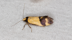 Olbonoma triptycha