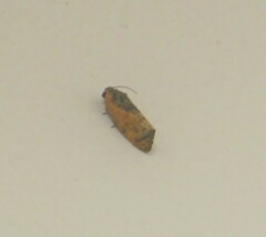 Cryptophlebia ombrodelta