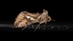 Chrysodeixis argentifera