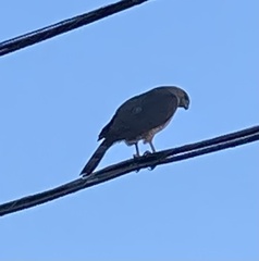 Accipiter cooperii