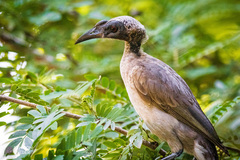 Philemon buceroides