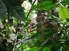 Trogon rufus