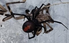 Latrodectus hasselti