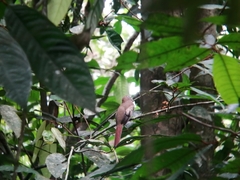 Trogon rufus