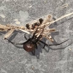 Latrodectus hasselti