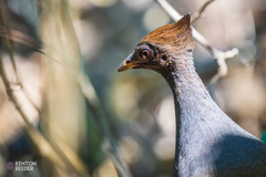 Megapodius reinwardt