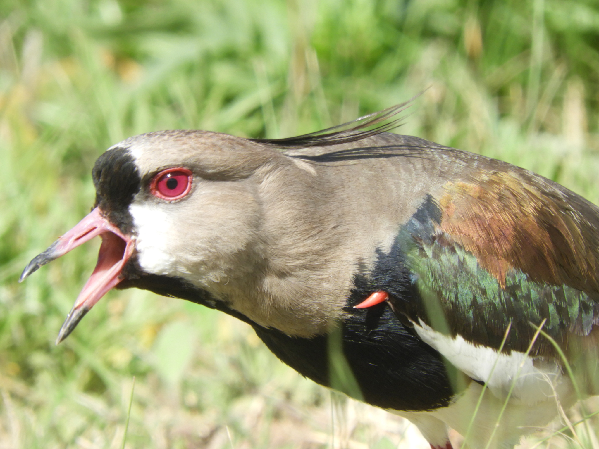 Caravana Vanellus chilensis NaturaLista Colombia