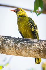 Oriolus flavocinctus