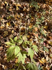 Anemone virginiana