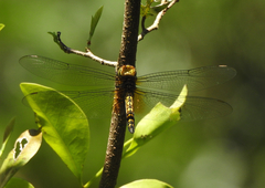 Hydrobasileus brevistylus