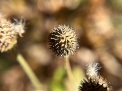 Anemone virginiana
