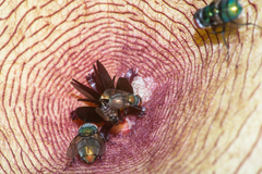 Lucilia coeruleiviridis
