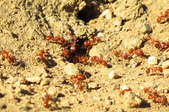 Pogonomyrmex californicus