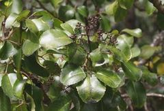 Cheirodendron trigynum