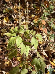Anemone virginiana