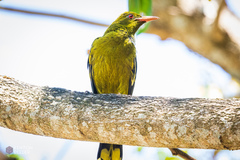 Oriolus flavocinctus