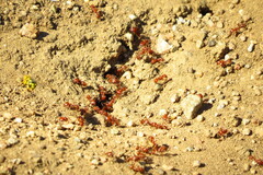 Pogonomyrmex californicus
