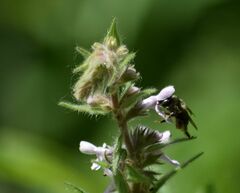 Anthophora terminalis
