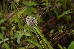 Rhynchospora cephalotes