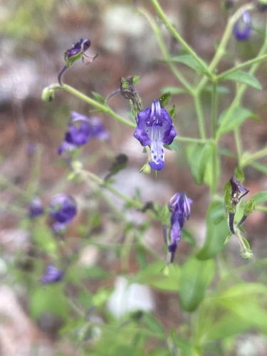 Trichostema latens K.S.McClell., 2023