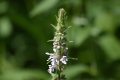Anthophora terminalis