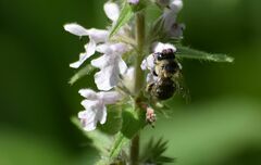 Anthophora terminalis