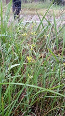 Pimelea curviflora