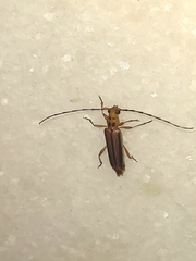 Limernaea aurivillii