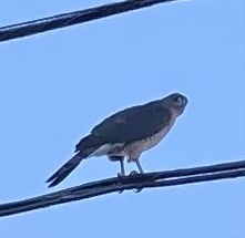 Accipiter cooperii