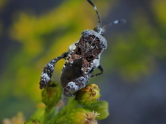 Merocoris curtatus